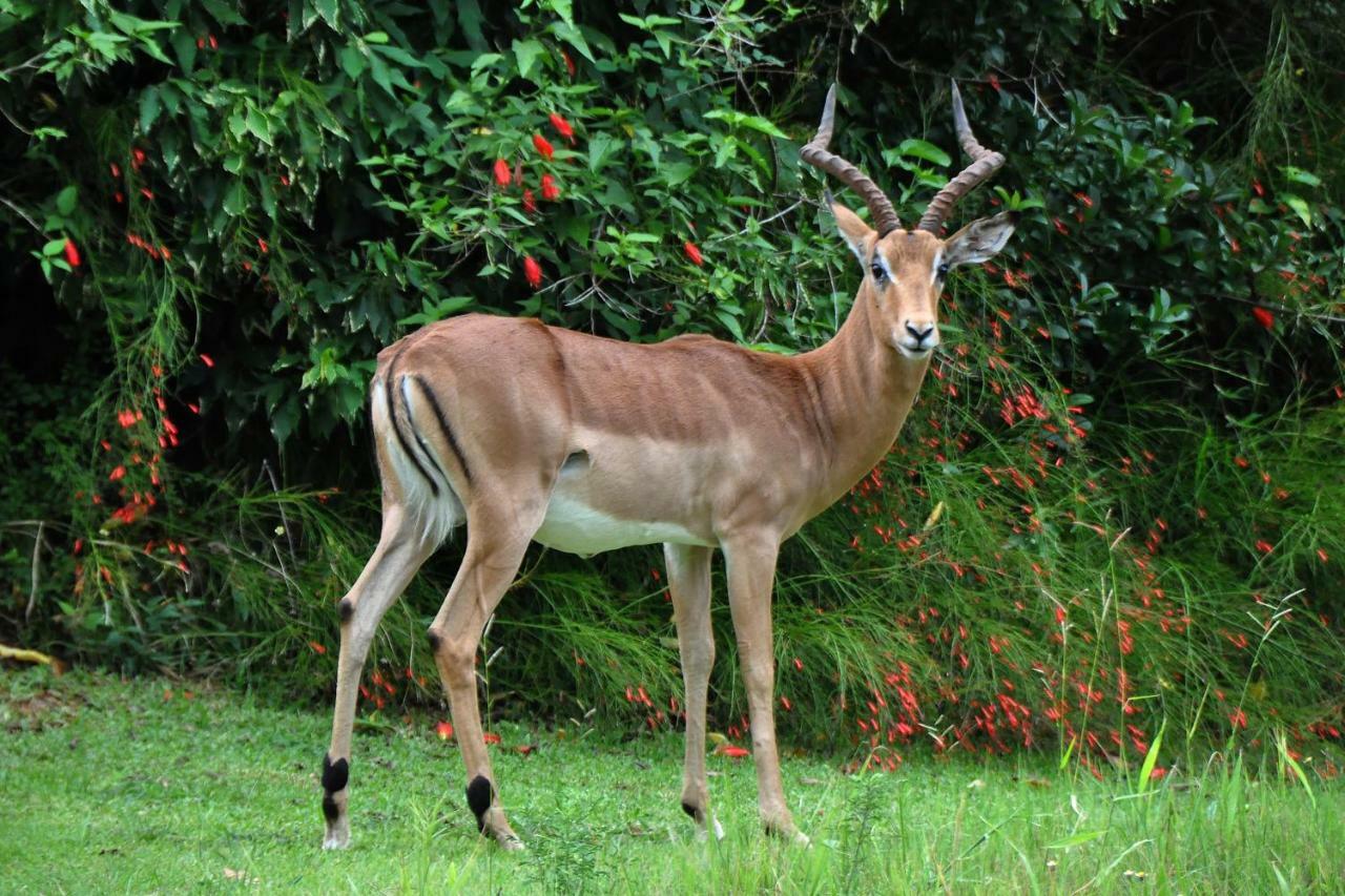 Kruger Park Lodge Unit No. 543 Хейзивю Екстериор снимка